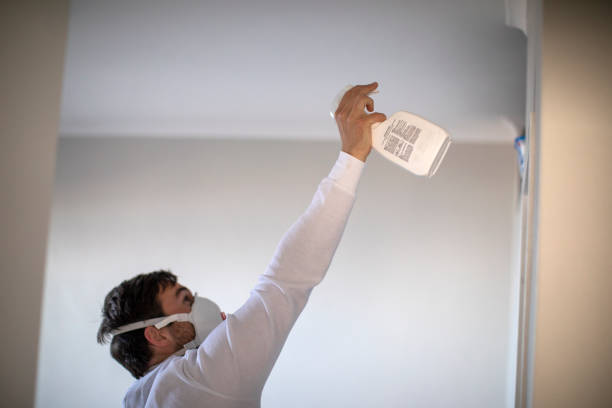 Best Black Mold Removal  in Plattsburgh West, NY
