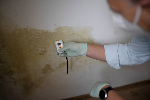 Office Mold Removal Services in Plattsburgh West, NY
