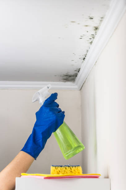 Best Crawl Space Mold Removal  in Plattsburgh West, NY